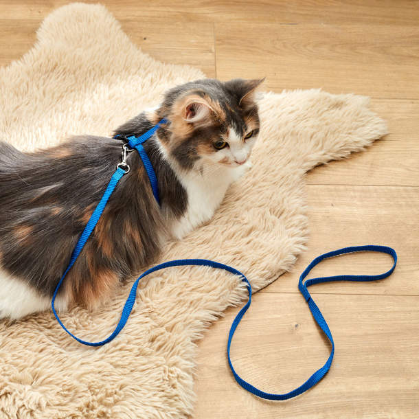 Collier harnais laisse Pattes de velours